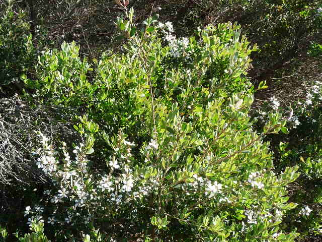 Tea tree - oil is antibacterial and has many uses